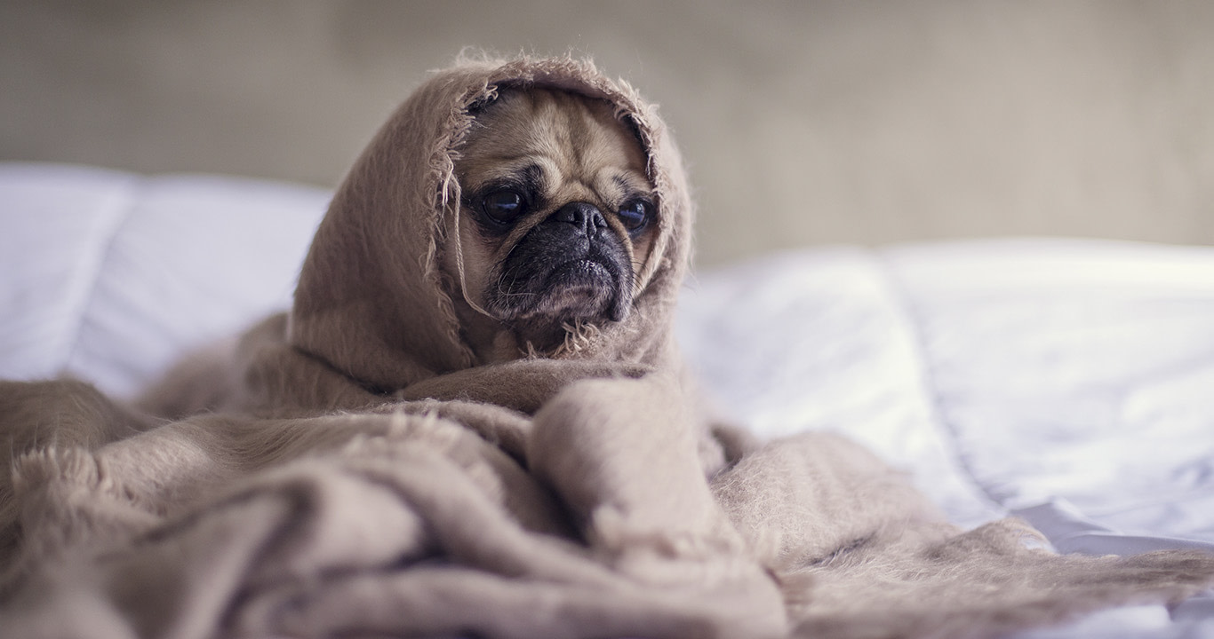 stressdog Imagen de un perrito pug con cara de estar con estrés