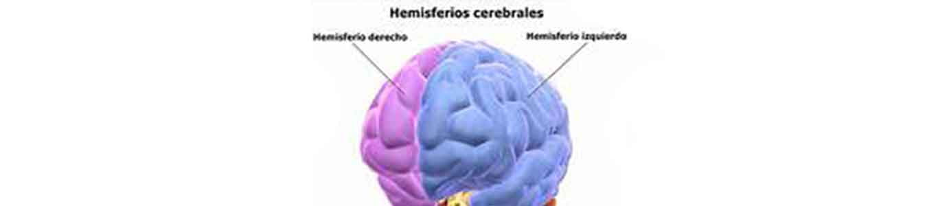Imagen de un cerebro Imagen de un cerebro
